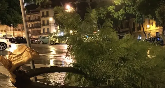 Raffiche di forte vento nella notte: alberi abbattuti sulle strade. VIDEO