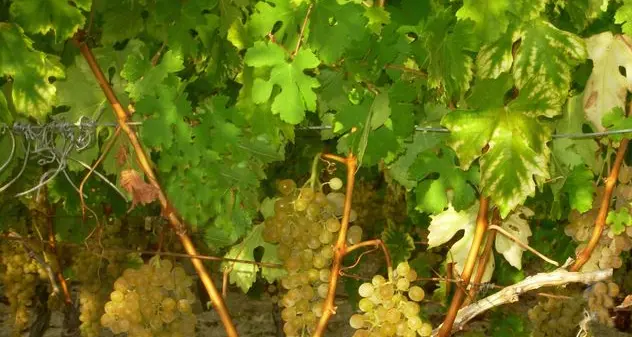 Agricoltura, nuovi fondi per il settore vitivinicolo: sostenibilità e cooperazione