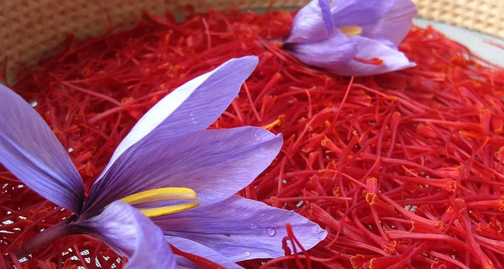 Strade zafferano, l'oro rosso in vetrina