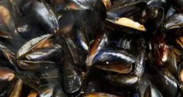 Batteri nel Golfo di Olbia, stop ai molluschi