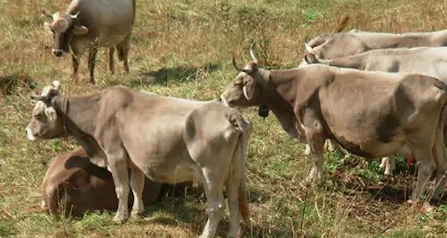 Coldiretti: blue tongue, tre proposte per movimentazione bovini