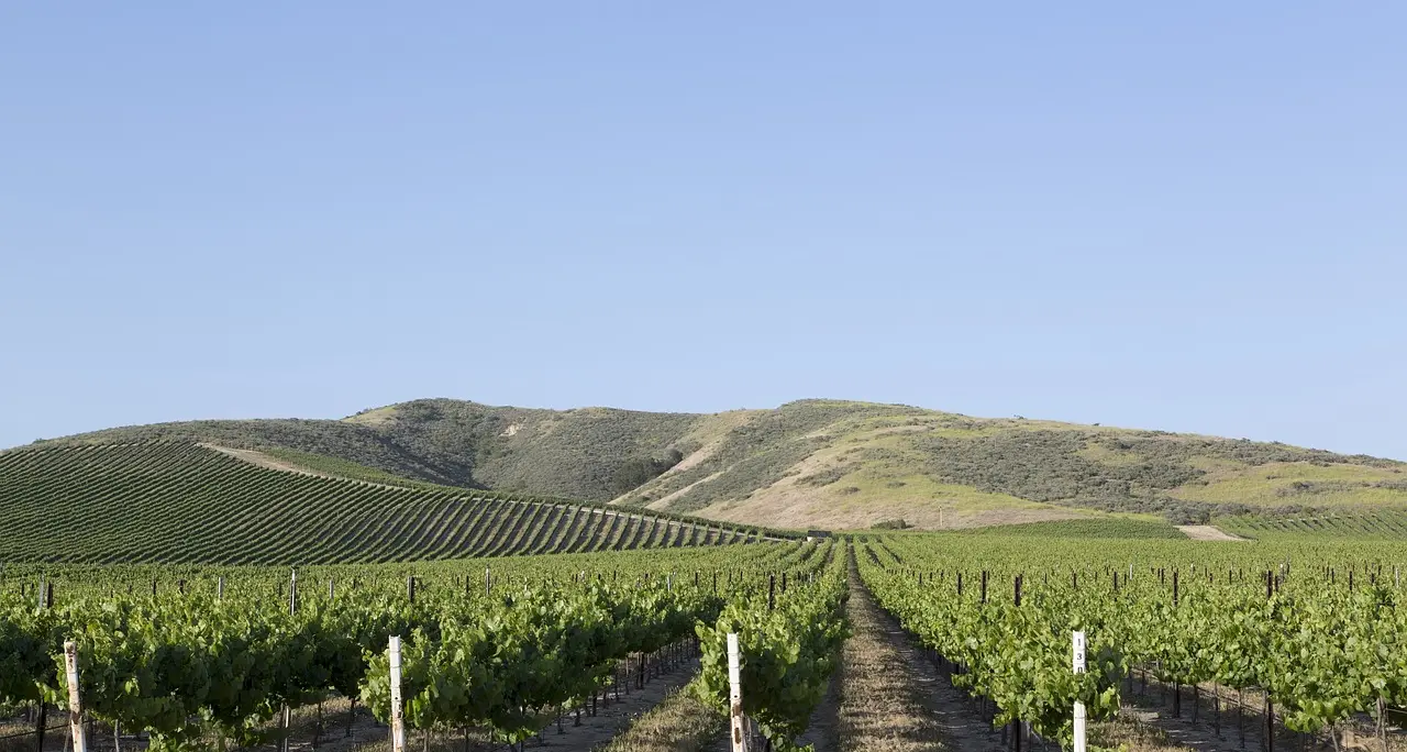 Il 28 ottobre l’assegnazione del premio nazionale “Vermentino”