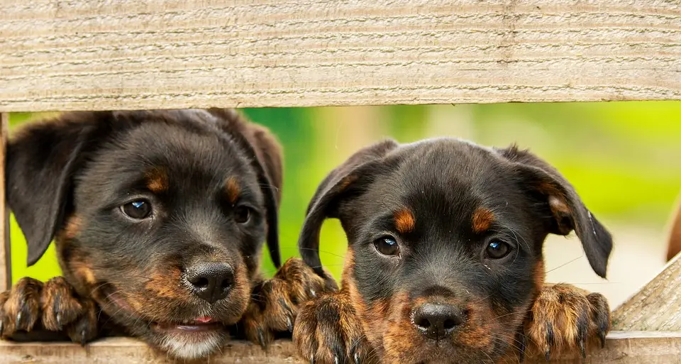Iscrizioni all’anagrafe canina: il calendario del mese di novembre