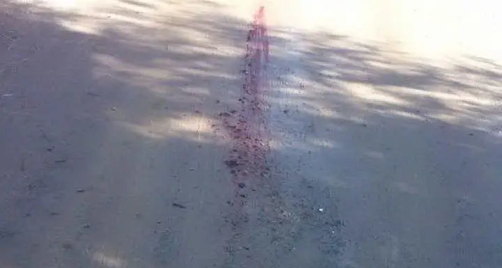 Sinnai. Cani uccisi e trascinati con l'auto