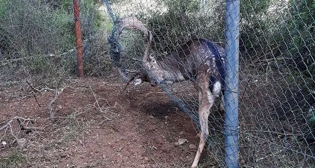 Enpa: «Il Corpo forestale e di Vigilanza Ambientale della Sardegna importante presidio di sicurezza e tutela anche per gli animali»