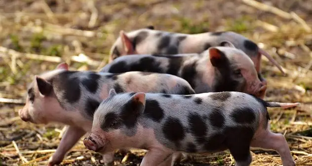 Modello Urzulei per lotta a peste suina