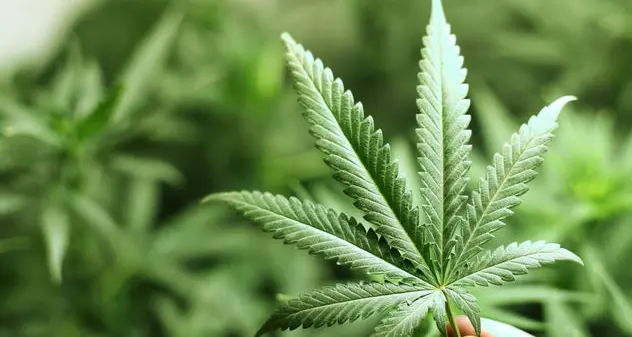 Cannabis, da terapia a ingrediente