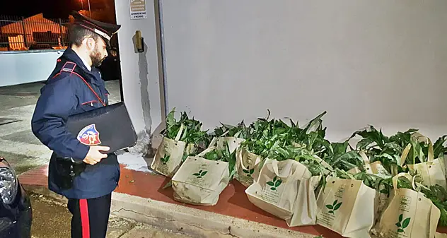 Ladro solitario sorpreso con 1200 carciofi: arrestato dai Carabinieri