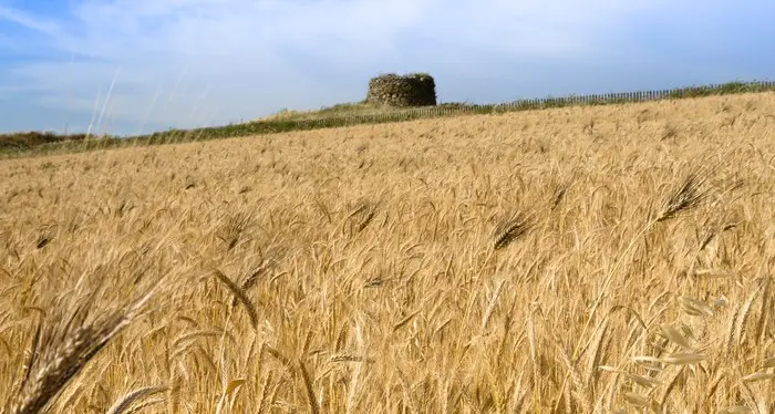 In Sardegna il brevetto su nuove qualità di grano