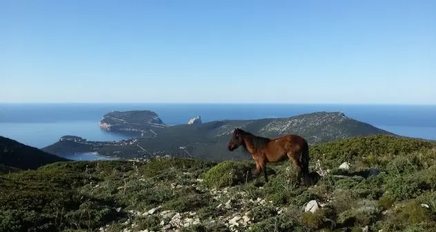 Progetto “Intense”: Parco di Porto Conte modello cicloescursionistico della Sardegna