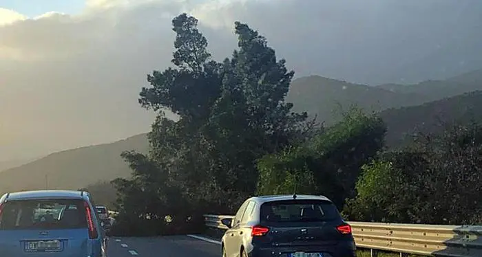 Maltempo: bloccata da un pino la Statale 131 dcn