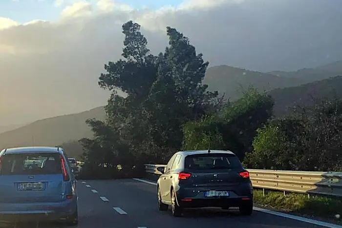 Maltempo: si spezza grosso ramo da un pino e finisce sulla statale 131 dcn tra Nuoro e Siniscola.\\n9 dicembre 2018\\nANSA/FABRIZIO FOIS\\n