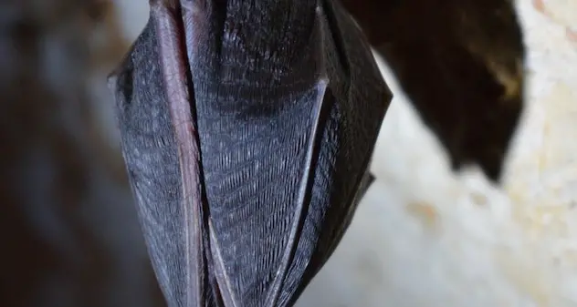 Covid, pipistrelli in laboratorio Wuhan? Parla virologa cinese