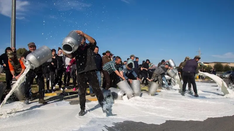 Latte ovino, pastori sardi in allarme: acconti in calo sui contratti
