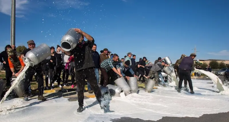 Latte ovino, pastori sardi in allarme: acconti in calo sui contratti