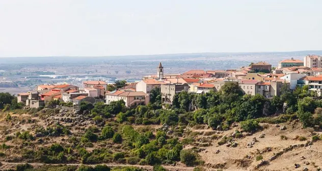 Accudivano una colonia di randagi: 2 persone denunciate