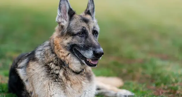 E' morto Champ, il cucciolo di Biden. Il presidente: \"Mi mancherà\"