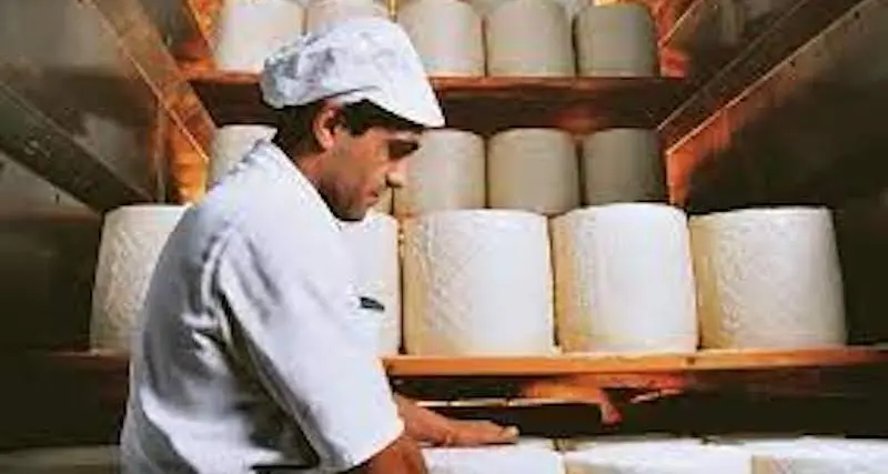 Latte, su pressiu de su Pecorino Romanu est de “record”