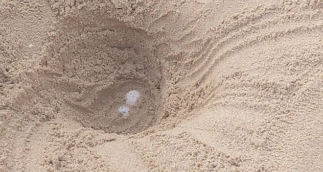 A Chia un nido di Caretta caretta. Lampis: \"Prova dello stato di salute dei litorali sardi\"