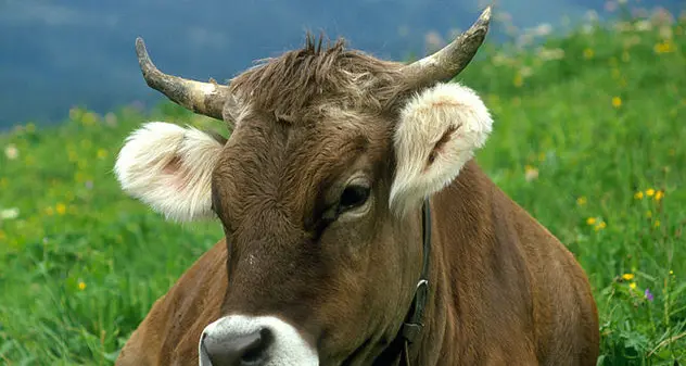 Tubercolosi bovina, via libera del ministero alla movimentazione dei capi