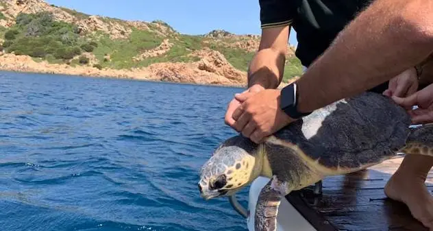 Olbia. Liberata la tartaruga Caretta caretta salvata lo scorso 23 marzo