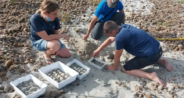 Arborea. Tartaruga Caretta Caretta depone 98 uova in spiaggia