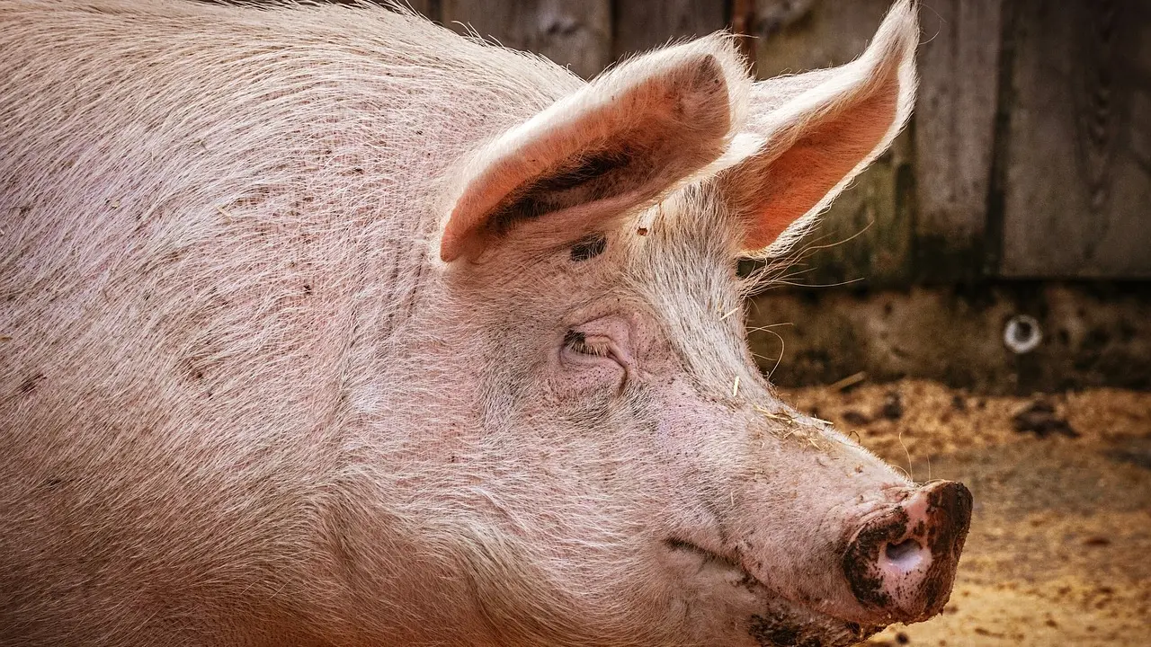 Sassari stoppa il maxi-allevamento di maiali a Caniga dopo proteste di residenti e animalisti