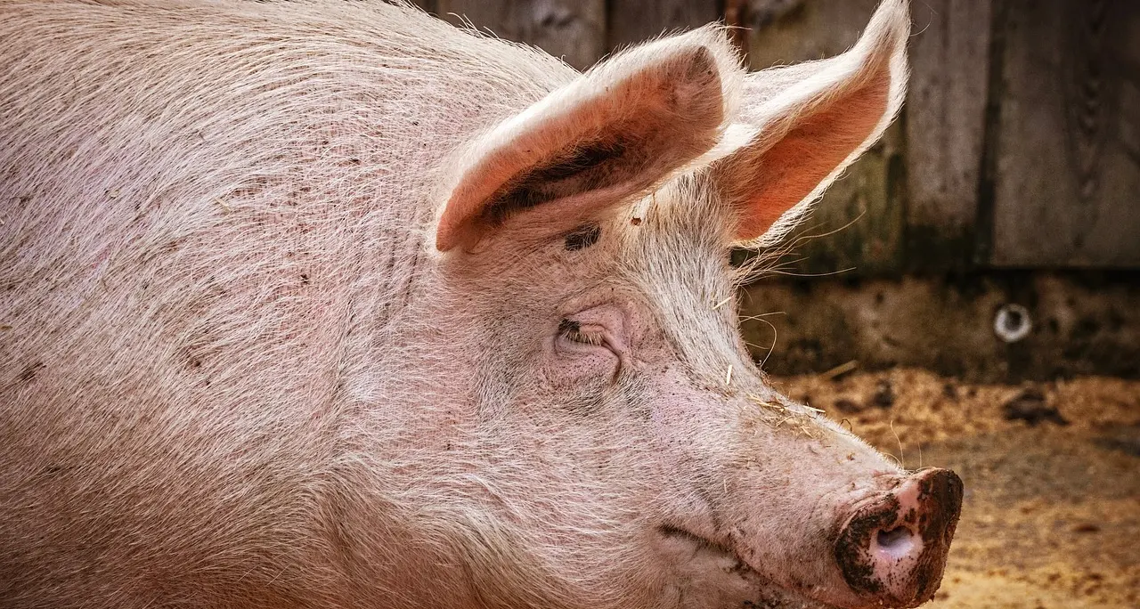 Suinicoltura: 100mila euro per la valorizzazione della filiera regionale