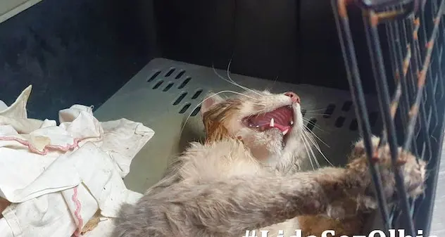 Gatto investito e non soccorso. La denuncia della Lida di Olbia