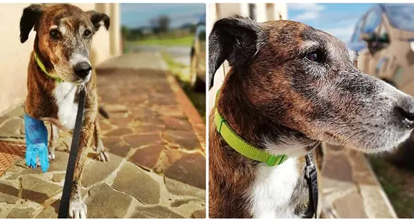 Colpito con un’accetta e sparato. La triste storia del cucciolo Nino