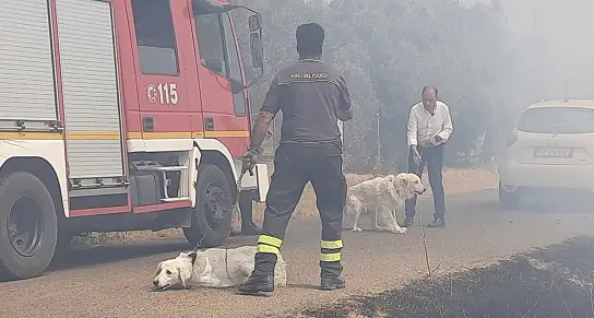 Selargius: tre cani salvati dalle fiamme, decine di ettari in fumo