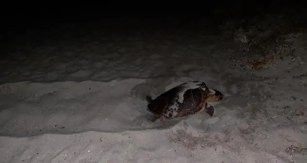 Tortolì. Una tartaruga sceglie il lido di Cea per deporre le uova: è il quarto nido scoperto recentemente in Sardegna