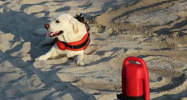Quindicenne trascinata al largo dalle correnti: due cani bagnino la salvano