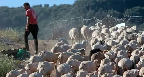 Agricoltura: risoluzione di Fratelli d’Italia sul prezzo del latte ovino