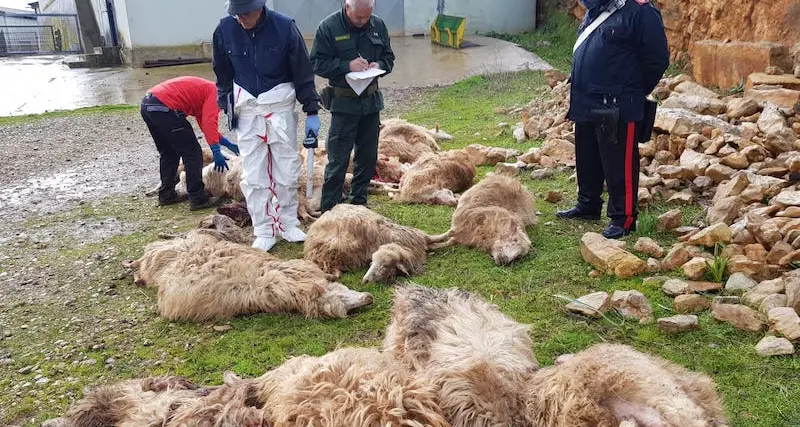 I cani randagi fanno strage di pecore: 30 capi ammazzati in un'azienda della Nurra