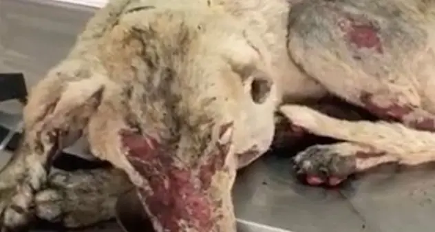 Tresnuraghes. Quasi un miracolo: veterinario salva un cane dalle fiamme