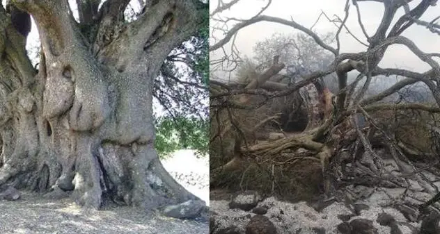 Incendi nell’Oristanese: in fumo l’olivastro millenario di Cuglieri