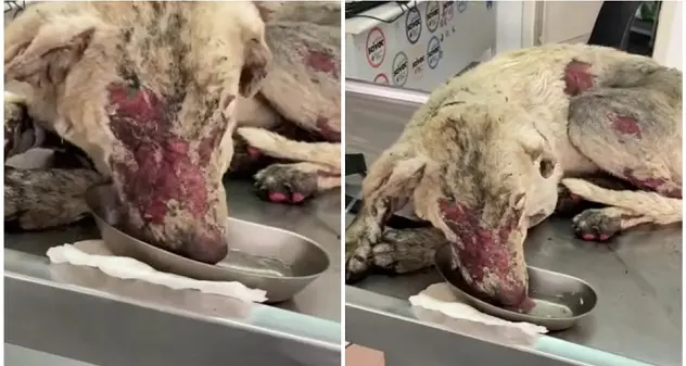 Incendi. Lav da Roma a Oristano per soccorso animali