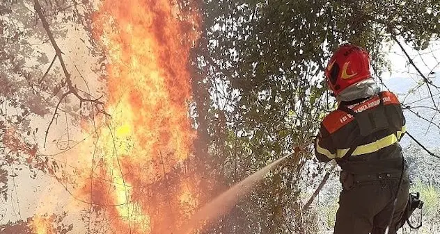 Incendi: petizione online raccoglie 43mila firme per piantare 100 milioni di alberi in Sardegna