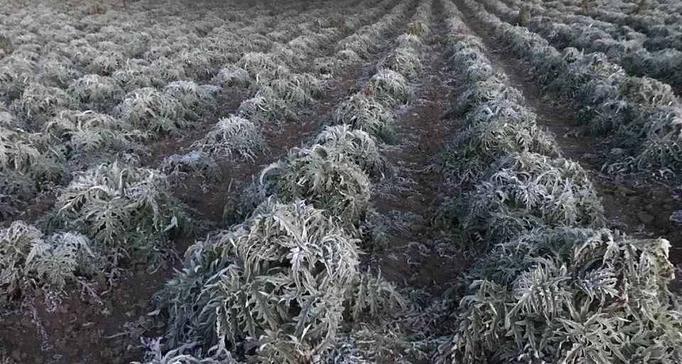 Cambiamenti climatici e agricoltura. Coldiretti Cagliari: «Il maltempo danneggia ulteriormente i carciofi»