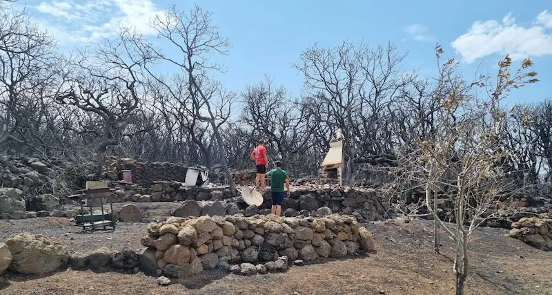 Inferno di fuoco. Capiremo che si rinasce dalla cenere, come il nostro albero millenario che non si arrende