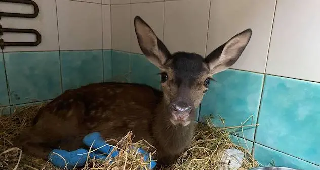 Attenzione alle finte raccolte fondi per gli animali feriti negli incendi