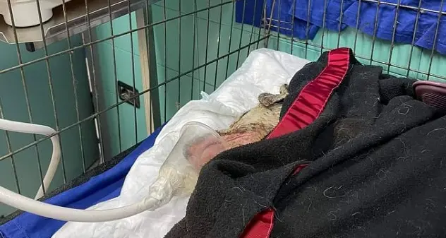 Angelo, il cane pastore salvato dalle fiamme a Tresnuraghes peggiora: \"Organismo sta cedendo\"