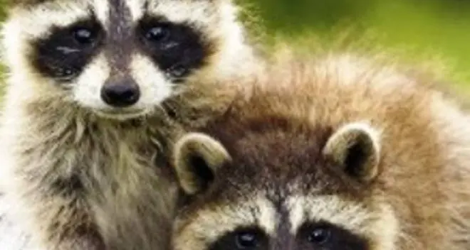 Pellicce da animali maltrattati e uccisi barbaramente