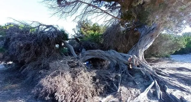 Muravera. Ginepro plurisecolare vandalizzato per costruire capanna
