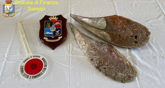 Alghero. Volevano portarsi a casa come “souvenir” un raro esemplare di “Pinna Nobilis\"