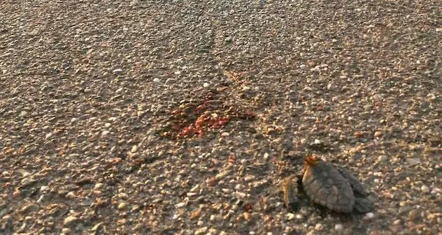 Scoperto un altro nido di Caretta caretta: è l’ottavo