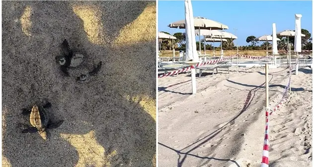 Nido di Caretta caretta al Poetto, il nono accertato in Sardegna