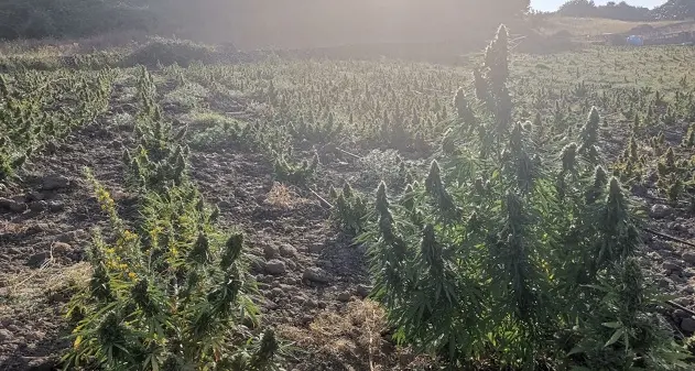 Siligo. Scoperta maxi piantagione di marijuana: denunciato allevatore del posto