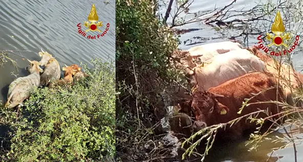 Intrappolati nel fiume dove avevano cercato ristoro: vitelli salvati dai Vigili del fuoco